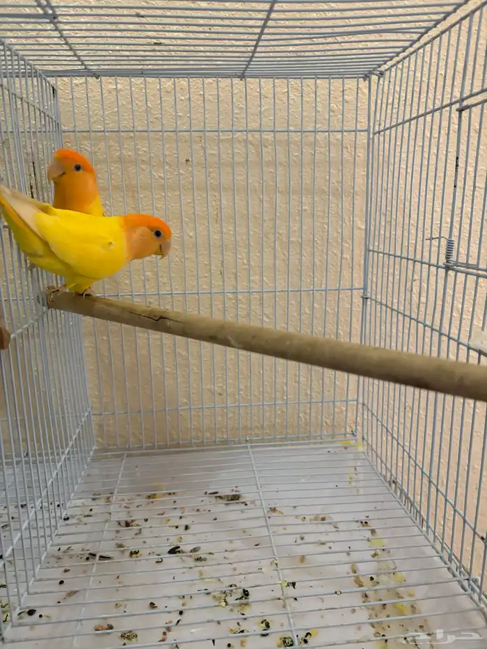 روز رد اوبلاين اورنج منتج 4