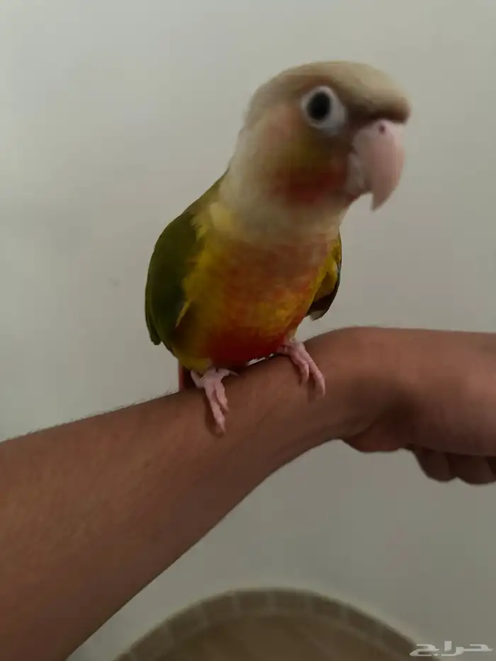 كنيور اناناس رد فاكتور و قفص كبير 1