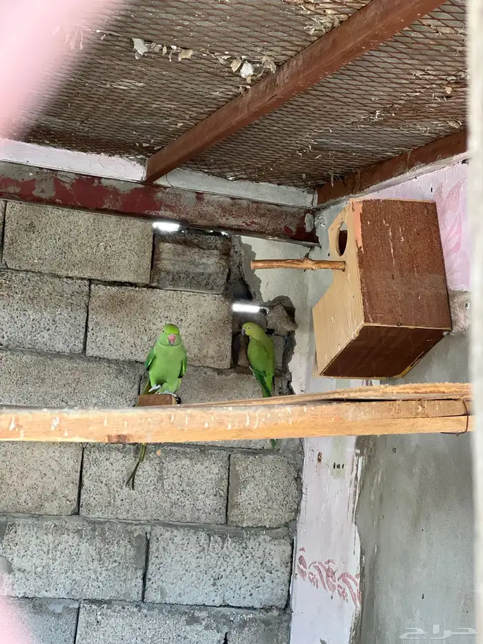 للبيع زوج درة ذكر و انثى 0