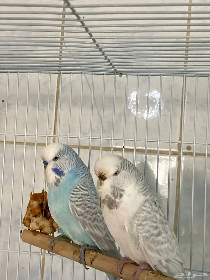 عصافير الحب إنكليزي 1