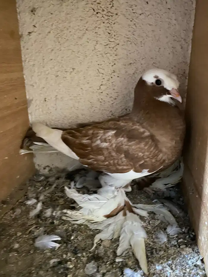 حمام نجفي - لبناني 11