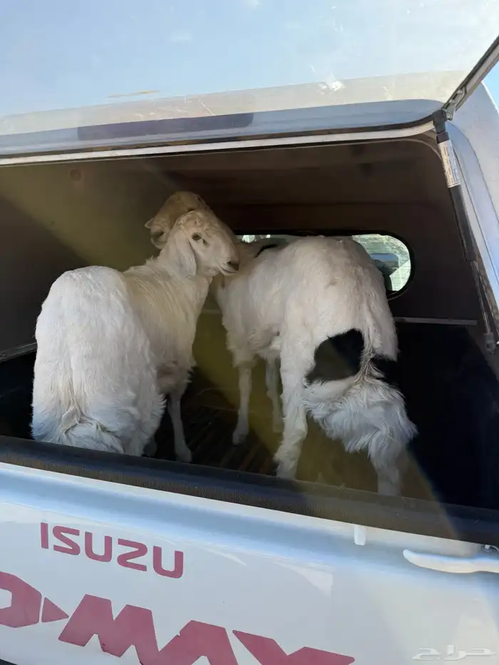 طليان جذعان بيشه 3