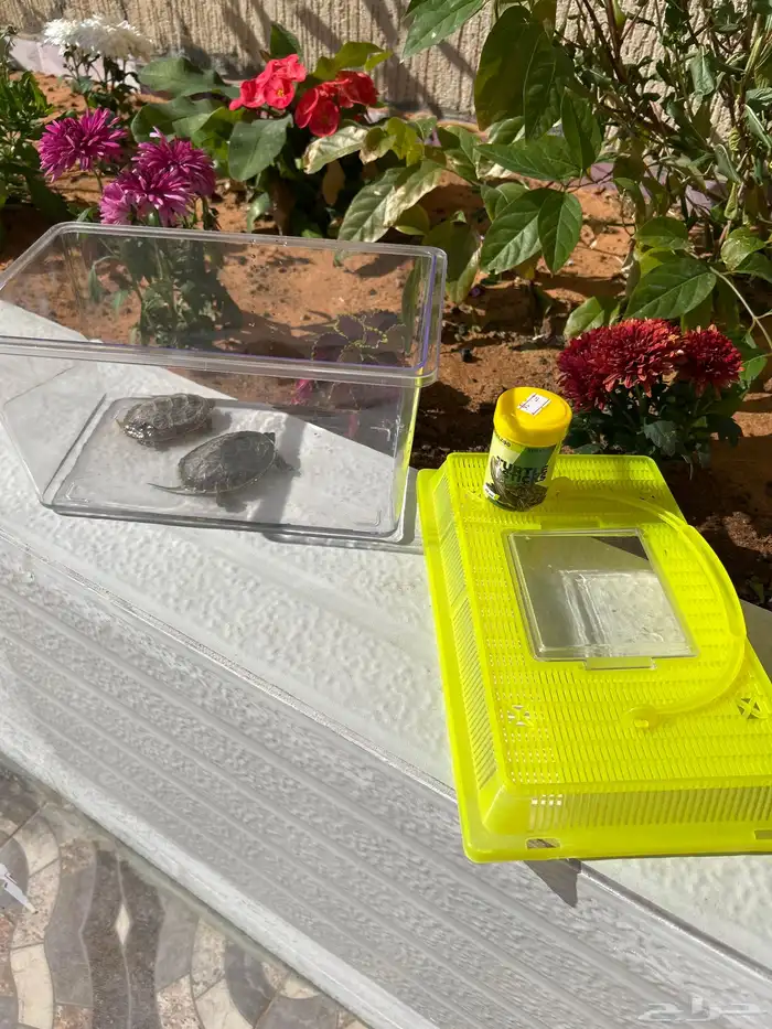 سلحاه للبيع 0