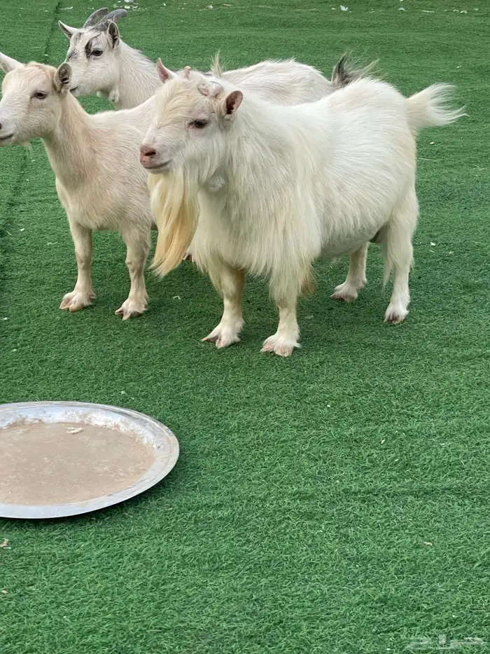 للبيع معزا قزميات مع الفحل صنف 6