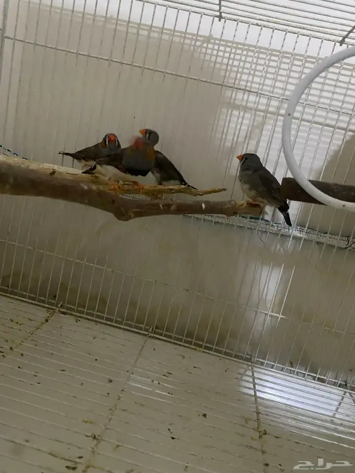 بلبول تغريد عصفور الحب ذكر روز انثي كروان 3 حبات 4