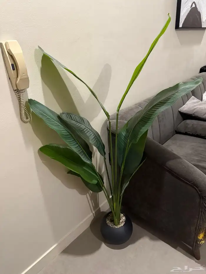 شجرة للبيع 0