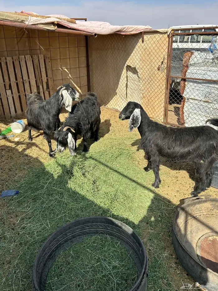 معزا دفعع تبي تولد واصل 0