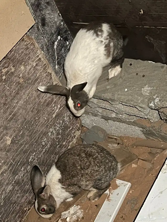 ارانب بلدي 6 6