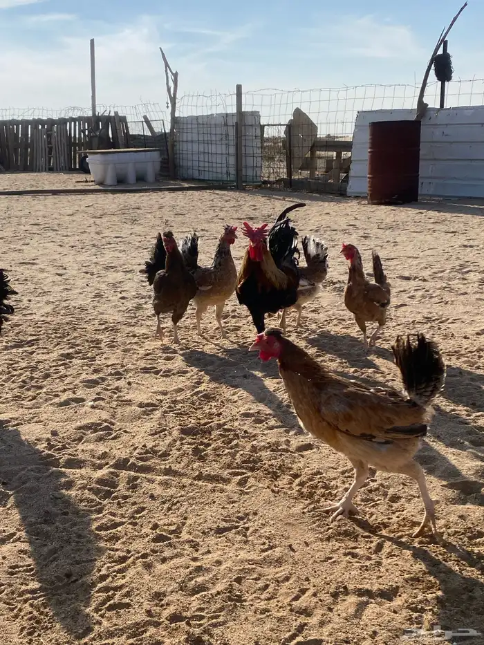 دجاج بلدي للبيع 11