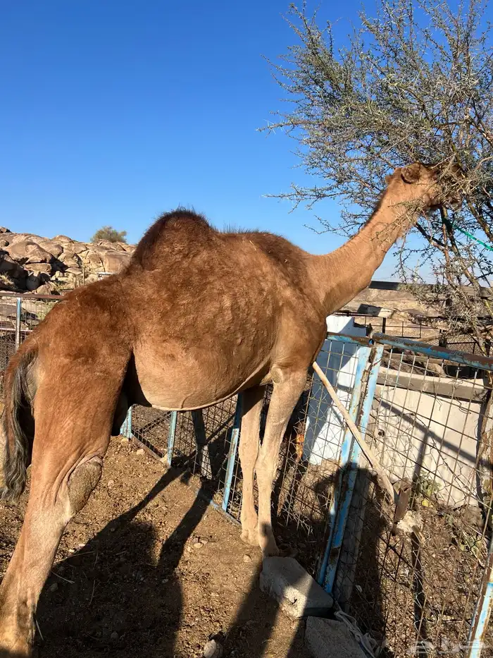 ناقه حمراء ( ملاقي ) للبيع 2