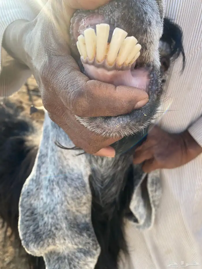 معزا عوارض اصلية خصم شرط الضريع 6 8