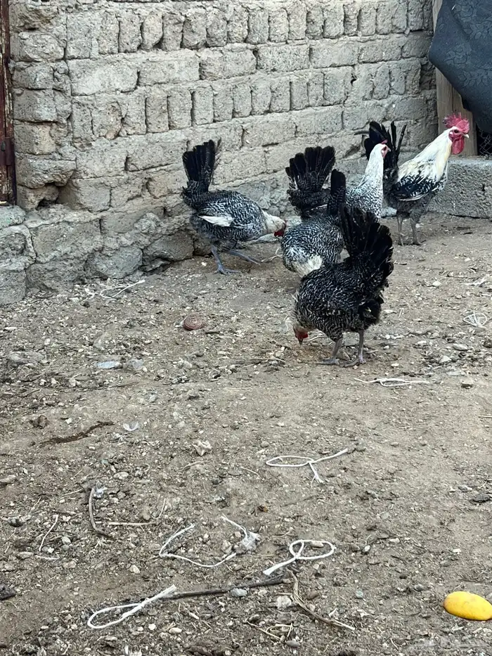 دجاج فيومي أصلي 3