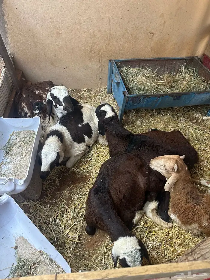 سواكن بيض تربيه 35