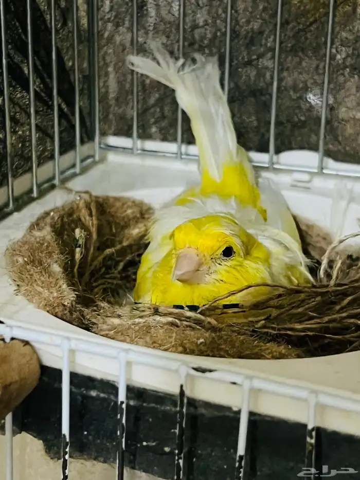 جوز كناري مفتل جاهز 4