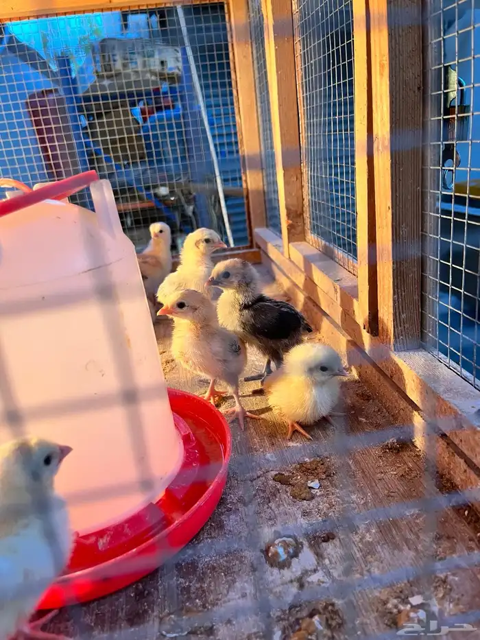 صوص دجاج فيومي فرنسي ألمنيوم 3