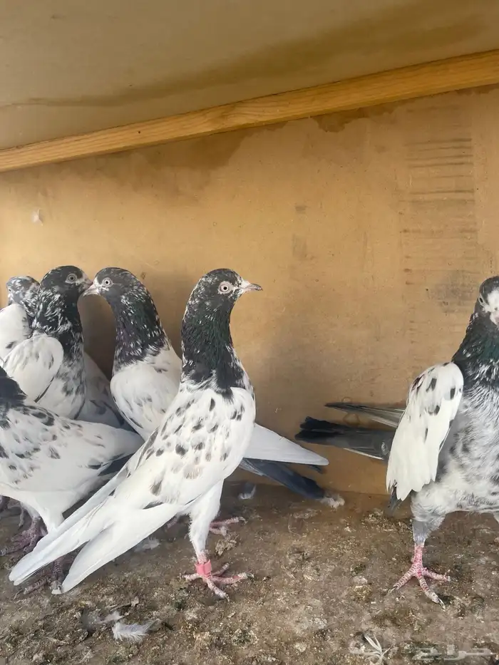 حمام باكستاني 5