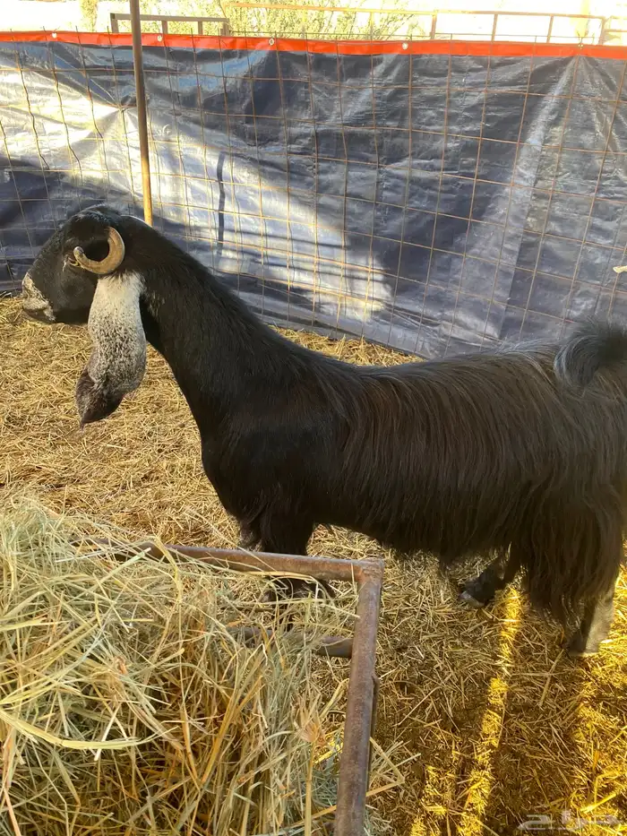 معزا عوارض 4دفيع بتولد وثنتين باقي عليها 1