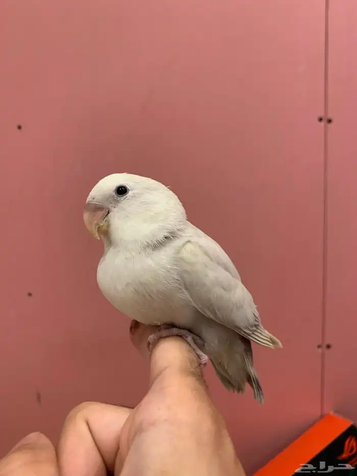 فروخ روز هدد 1