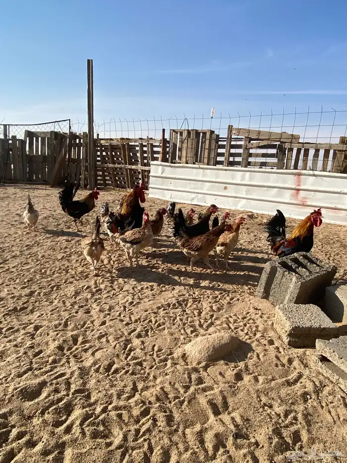 دجاج بلدي للبيع 20
