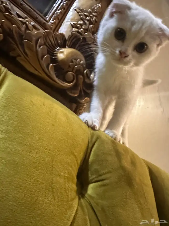 سكوتش فولد 0