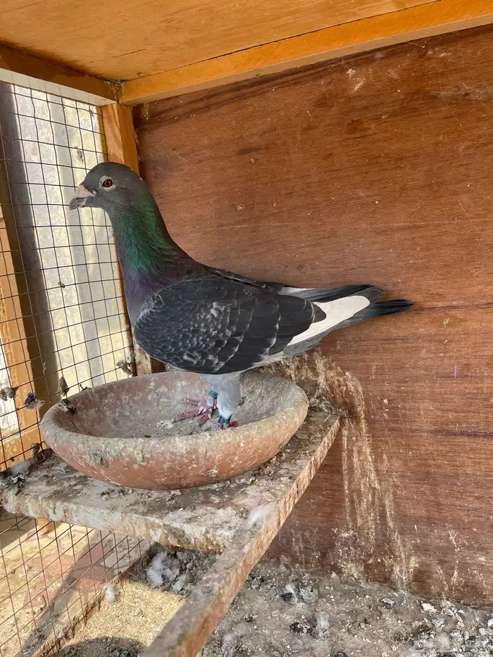 جوز زاجل سباق 2