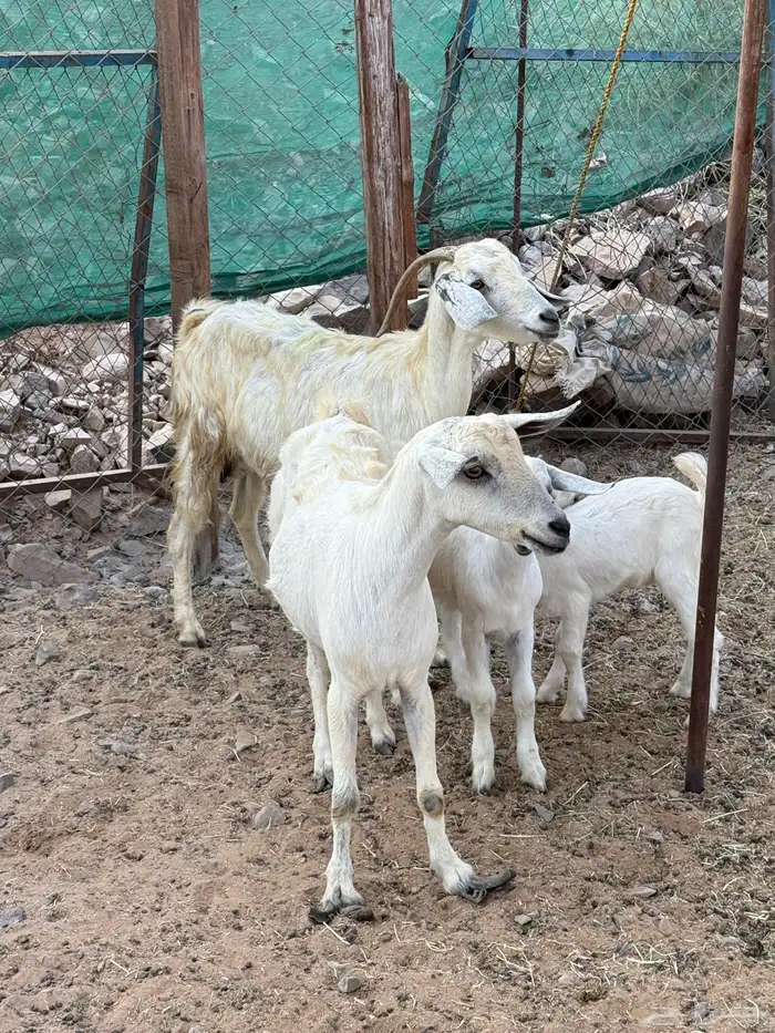 عرض وبيع ماعز بيشي ثنتين مواليد 1