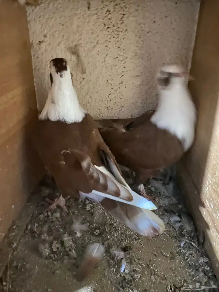 حمام نجفي - لبناني 5