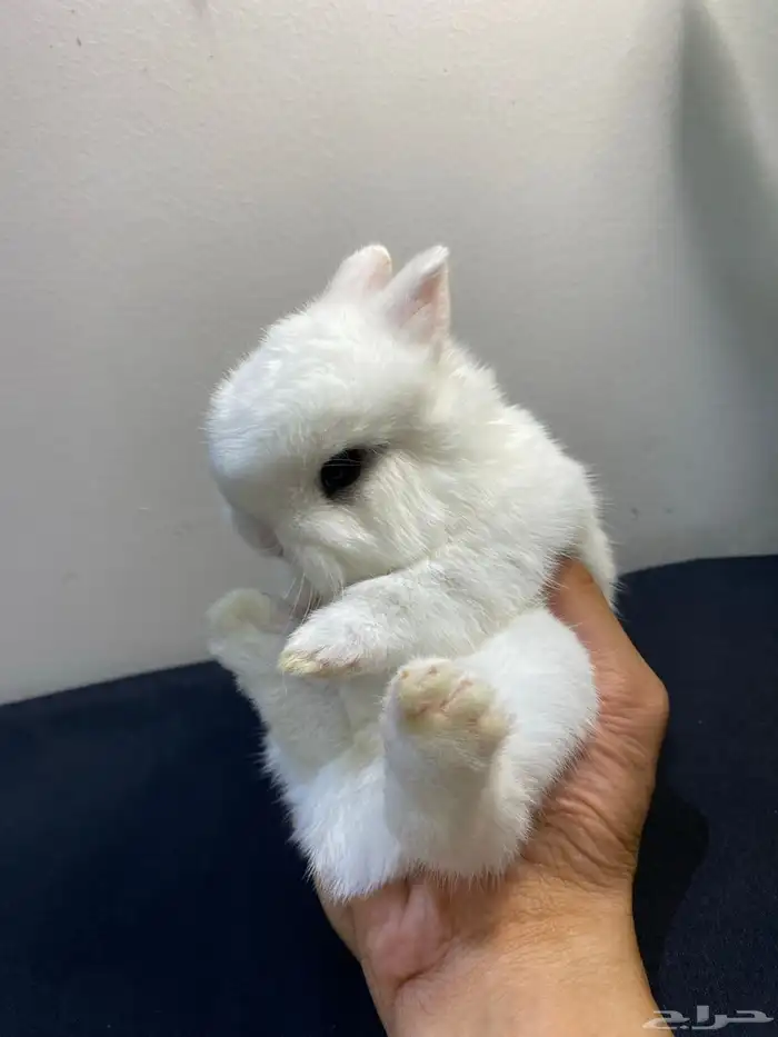 ارانب نذرلاند قزمي 3