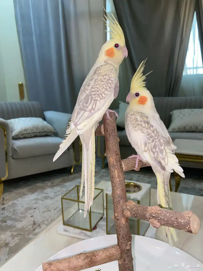 كروان اليف 5