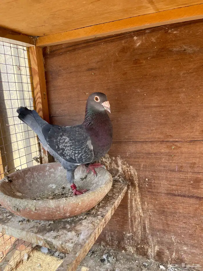 جوز زاجل سباق 3