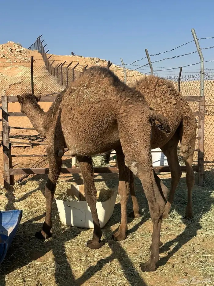 قعدان أعمارها 9 شهور 1