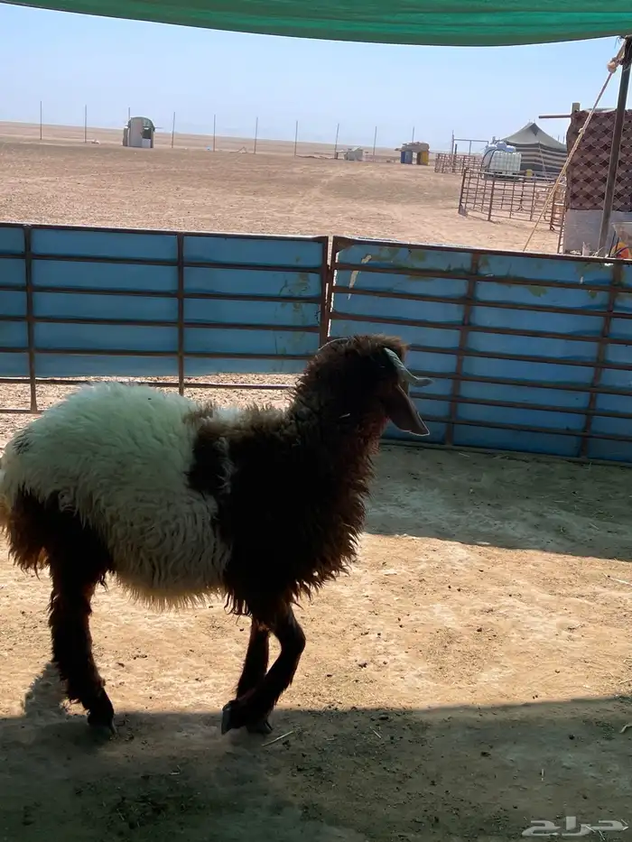 خاروف ذبيحه 3