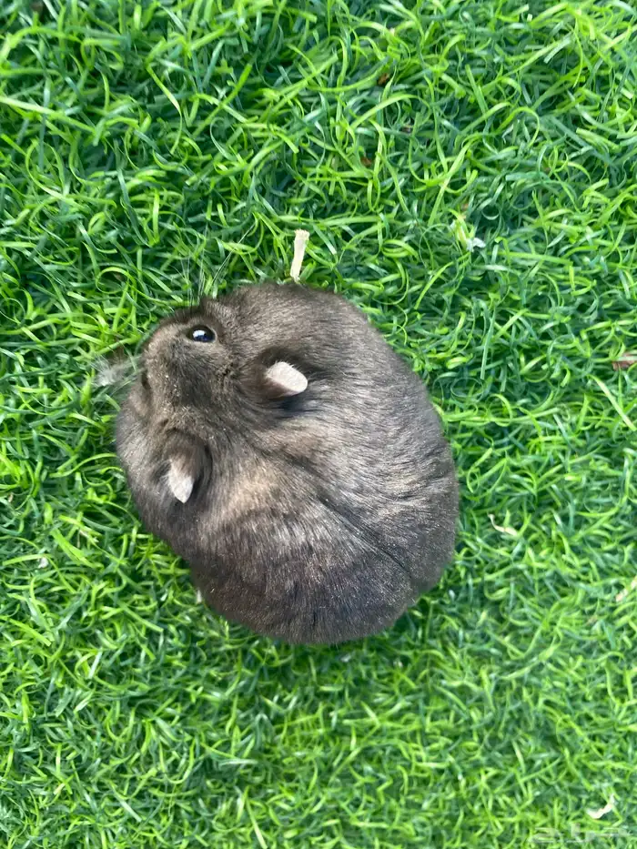 همستر للبيع 0