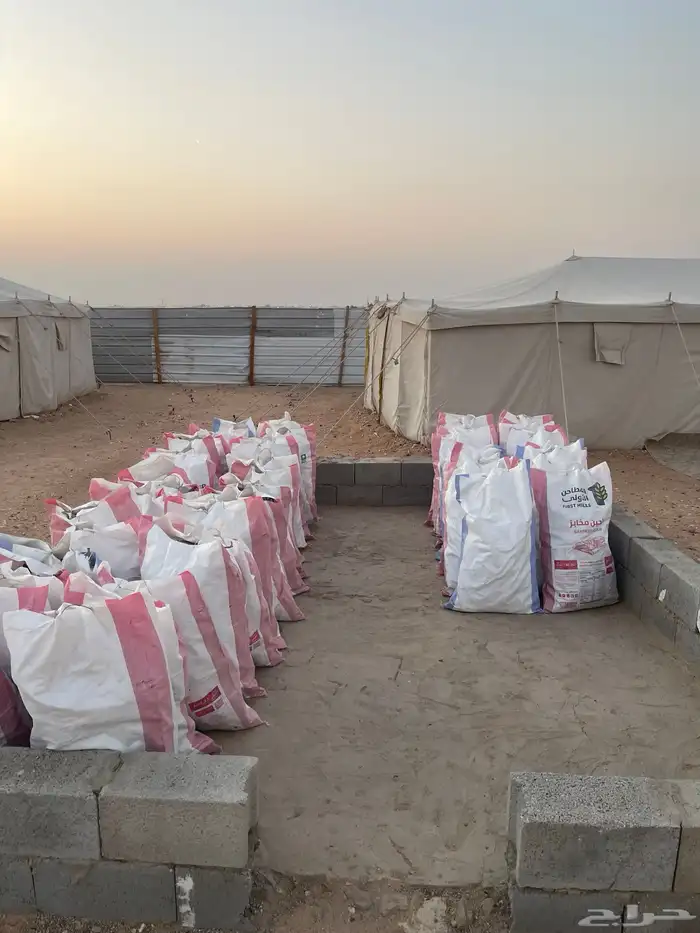 خياش رمث ع 45 شرط الشرط وطيبات 0