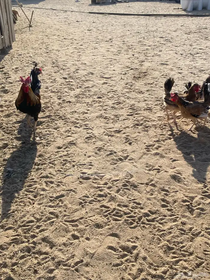 دجاج بلدي للبيع 14