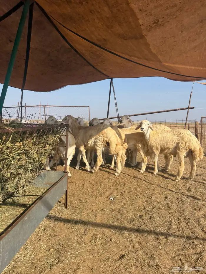 شمال احد المسارحه 4