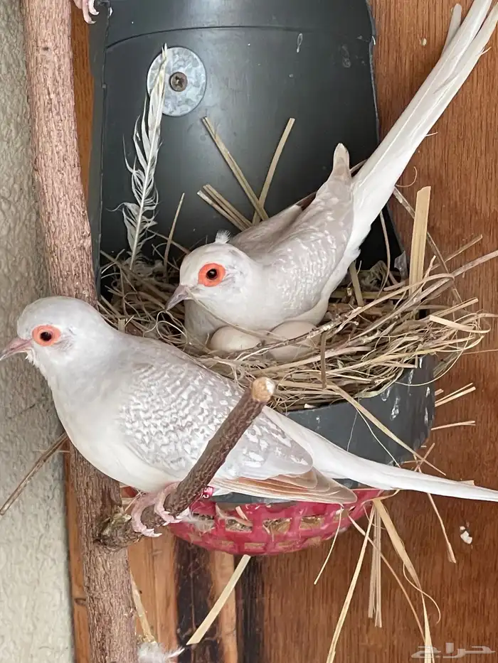 حمام يمام ماسي ملكي 17