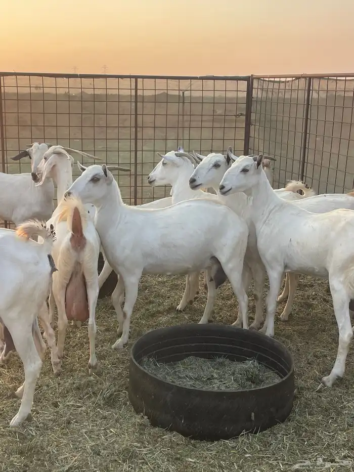 معزا بيشيات صنف ولد شي فاخررر من الاخر منوة القاني تم البيع 10