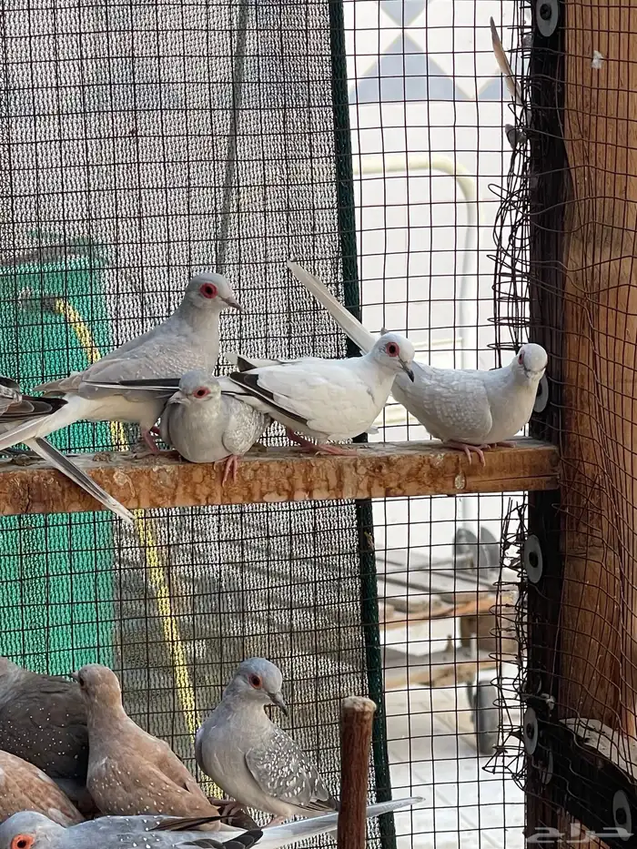 حمام يمام ماسي ملكي 37