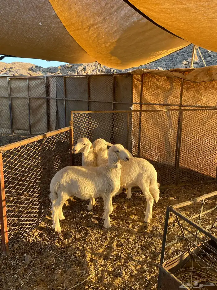 رخال سمان وزينه اعمارها 3شهور عددها 3نضيفه وشرط 1