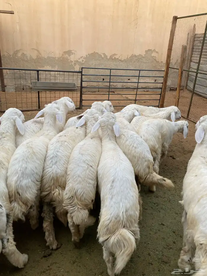 بهم حريات فاخرة 9