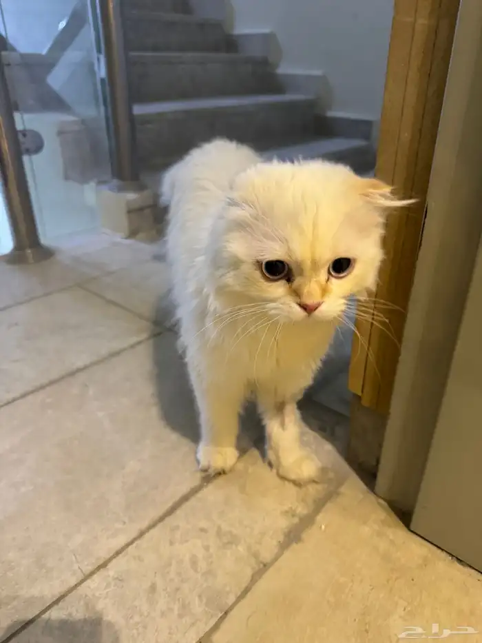 قط ضايع هارب طالب تزاوج 0