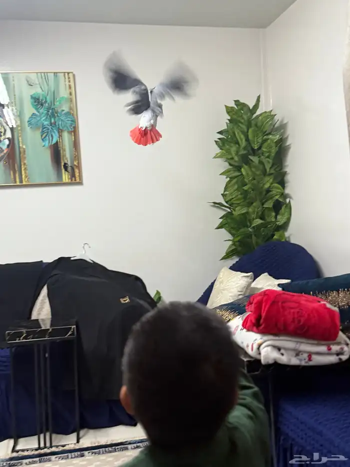 كاسكو أفريقي جامبو أليف وبحر كلام تبارك الرحمن 5