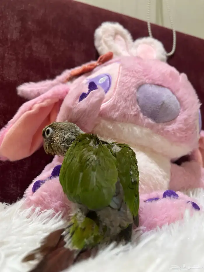 فروخ كنيور للبيع 0