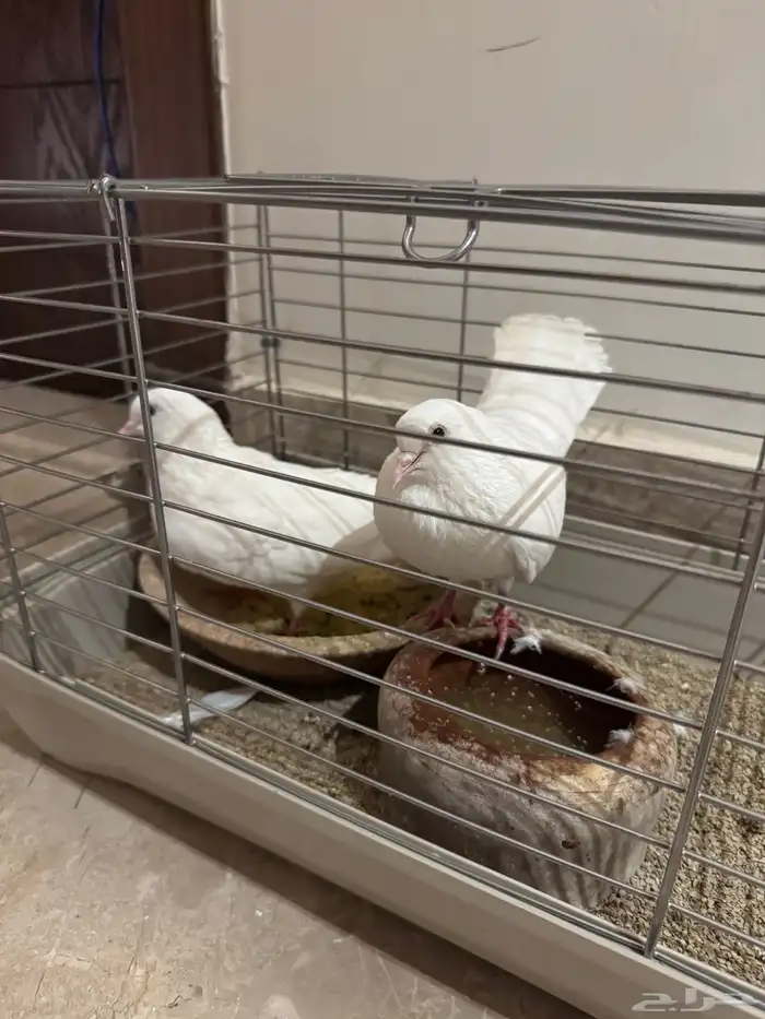 للبيع زوج حمام صنعاني حر 0