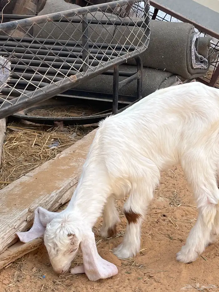 جفرة داغور 2