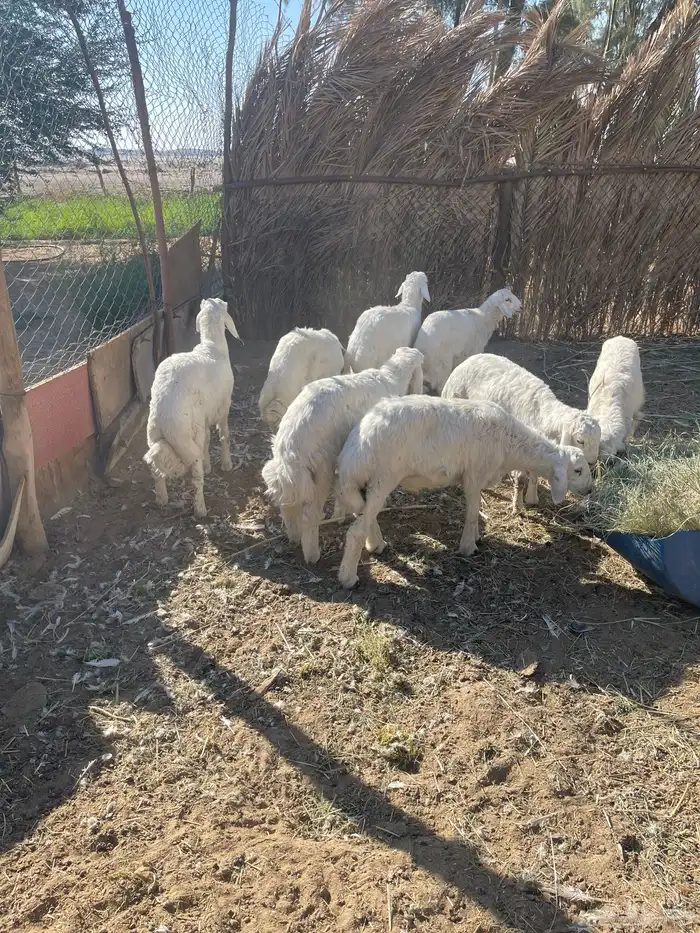 خرفان للبيع في بيشة 0