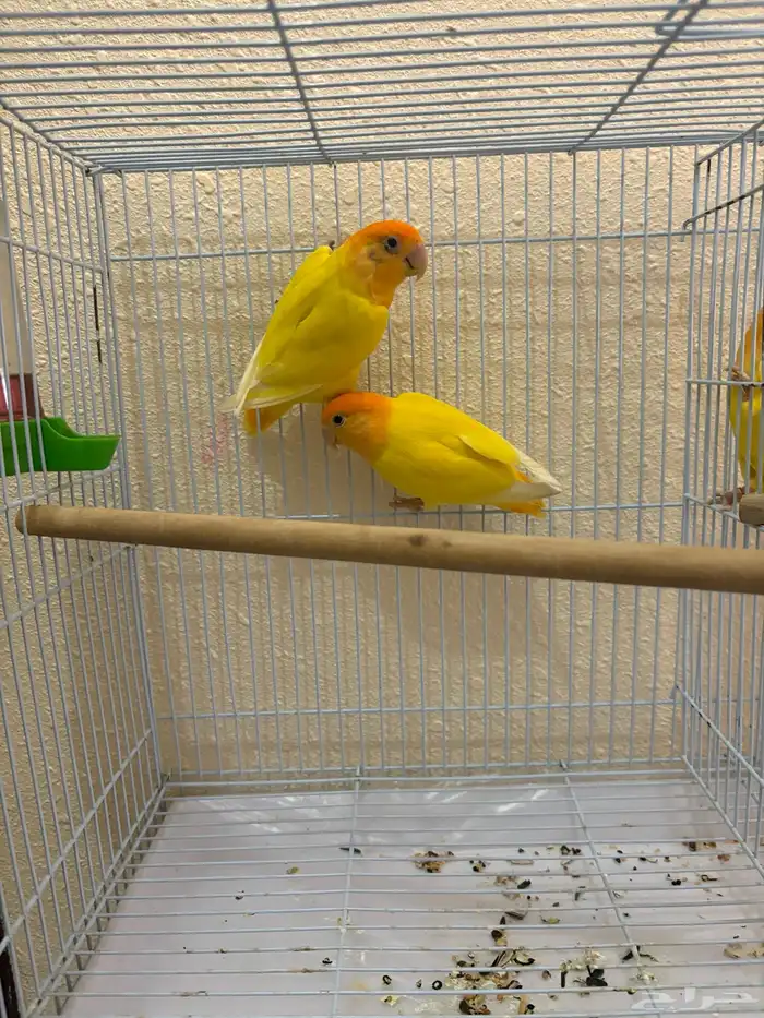 روز رد اوبلاين اورنج منتج 2