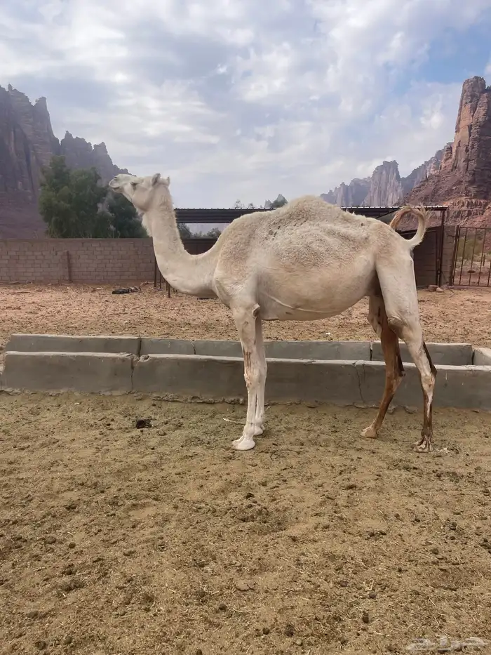 ناقه لقحه للبيع 0