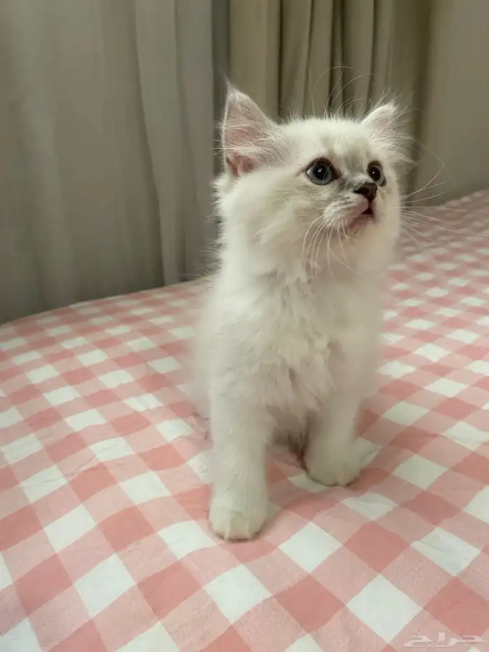 قط ذكر همالايا - شيرازي للبيع 0